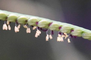 20171013スズメノヒエ（雀の稗）の花が咲いていました (2)