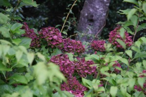 20171013赤みを増したアジサイ（紫陽花）の装飾花 (1)