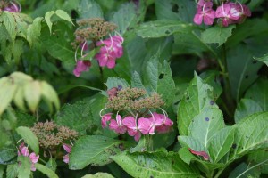 20171013赤みを増したアジサイ（紫陽花）の装飾花 (2)