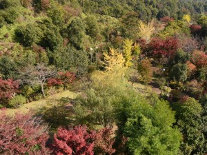 20171111杜の遊歩道の紅葉 (3)