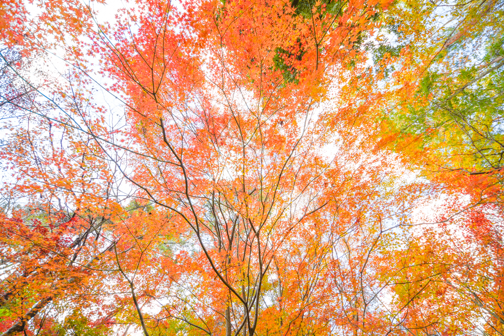 20171124紅葉が続いています