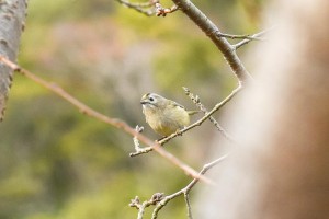 20171218キクイタダキ(菊戴) (2)