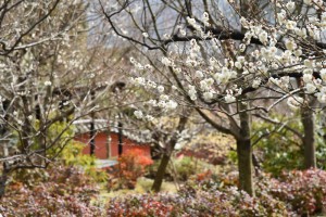 20180311梅の花