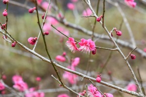 20180311梅の花カゴシマコウ