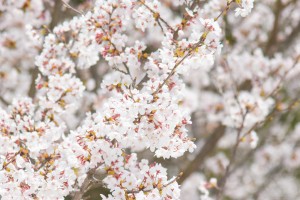 201803230桜の花がほぼ満開 (1)