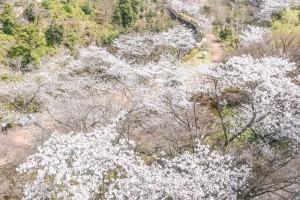 201803230桜の花がほぼ満開 (2)