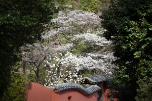 201803230桜の花がほぼ満開 (3)