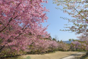 20180327河津桜