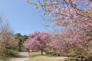 20180327河津桜２