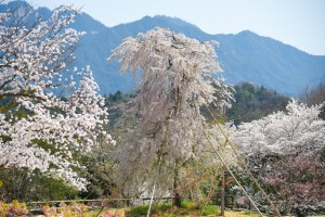 20180330ギオンシダレザクラ