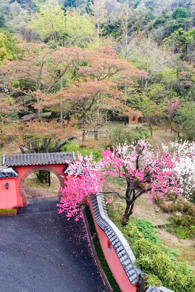 20180409ゲンペイモモの花