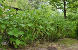 新緑の紫陽花1