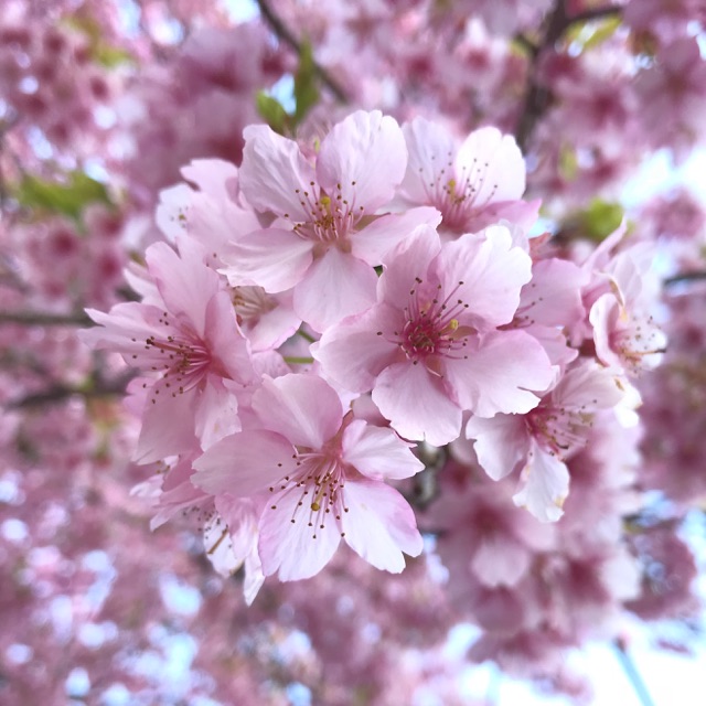 20190313 河津桜1