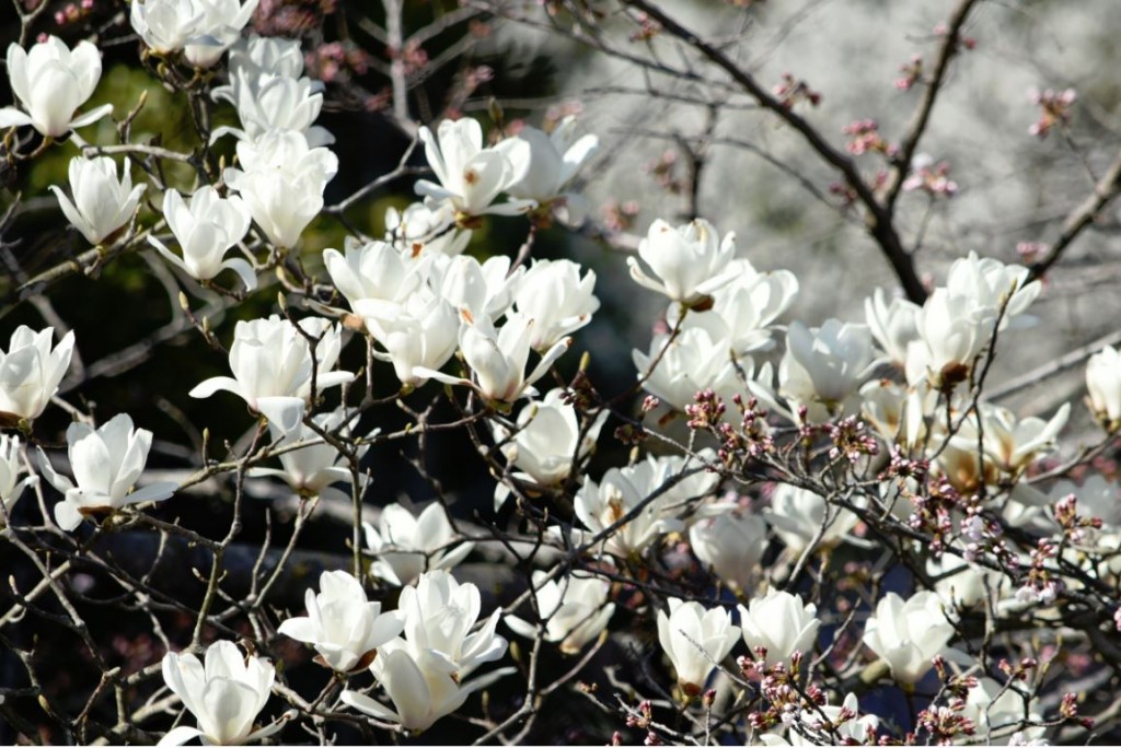 ハクモクレン 白木蓮 の花が満開です 広島 海の見える杜美術館 うみもりブログ