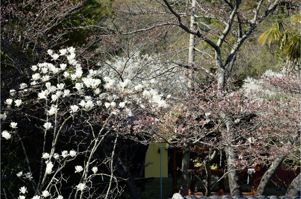 20200326ハクモクレン（白木蓮）の花が満開です！ 2