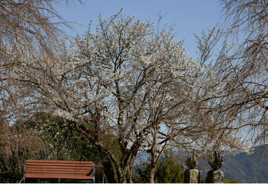 20200326鏡池のほとりの桜の木1