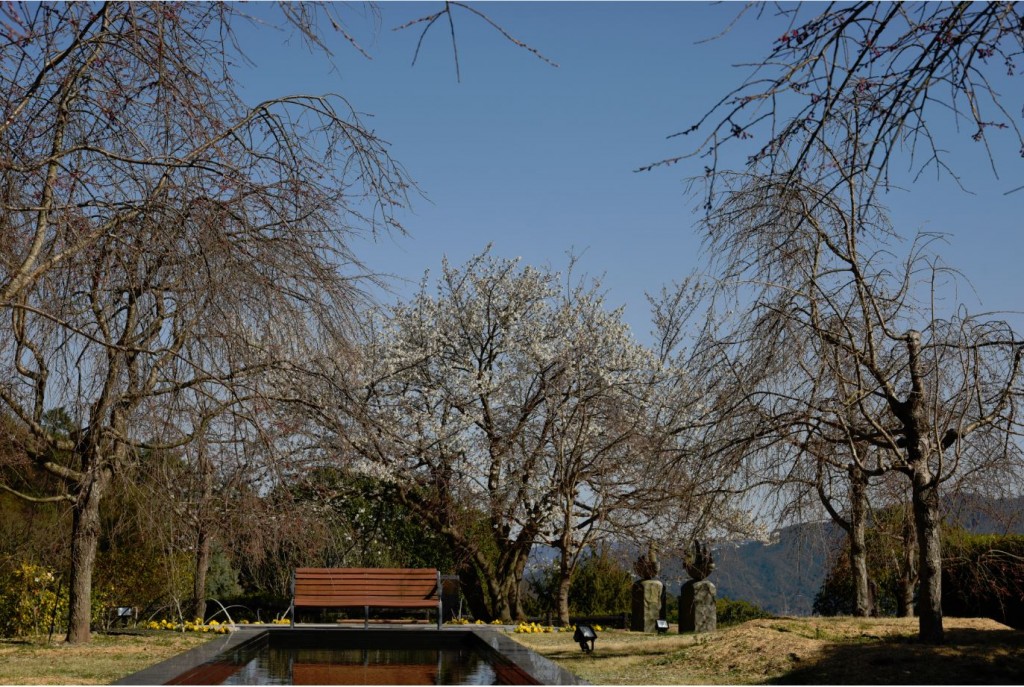 20200326鏡池のほとりの桜の木3