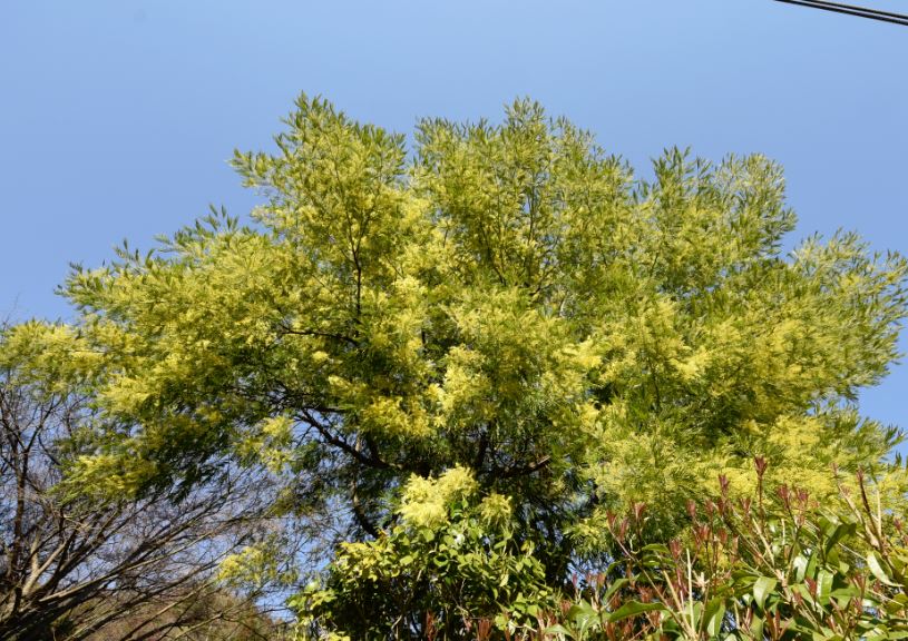 フサアカシア ミモザ とサンシュユ 山茱萸 の花 広島 海の見える杜美術館 うみもりブログ フサアカシア ミモザ とサンシュユ 山茱萸 の花 広島 海の見える杜美術館 うみもりブログ