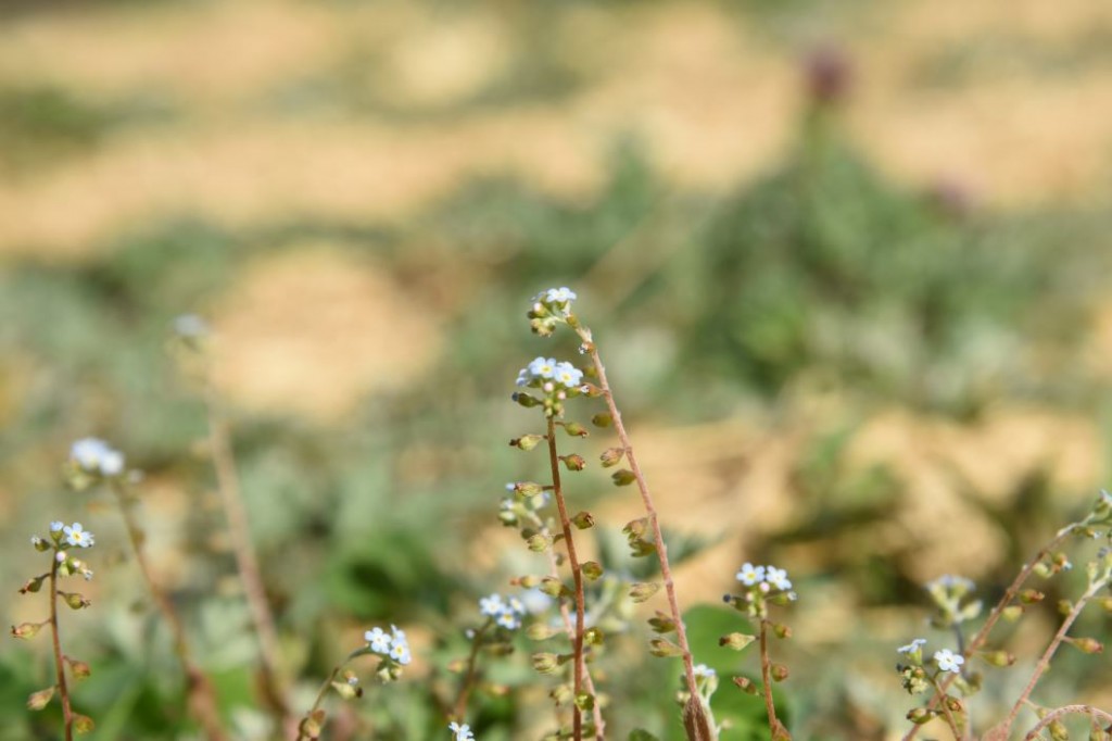 20200329キュウリグサの花2