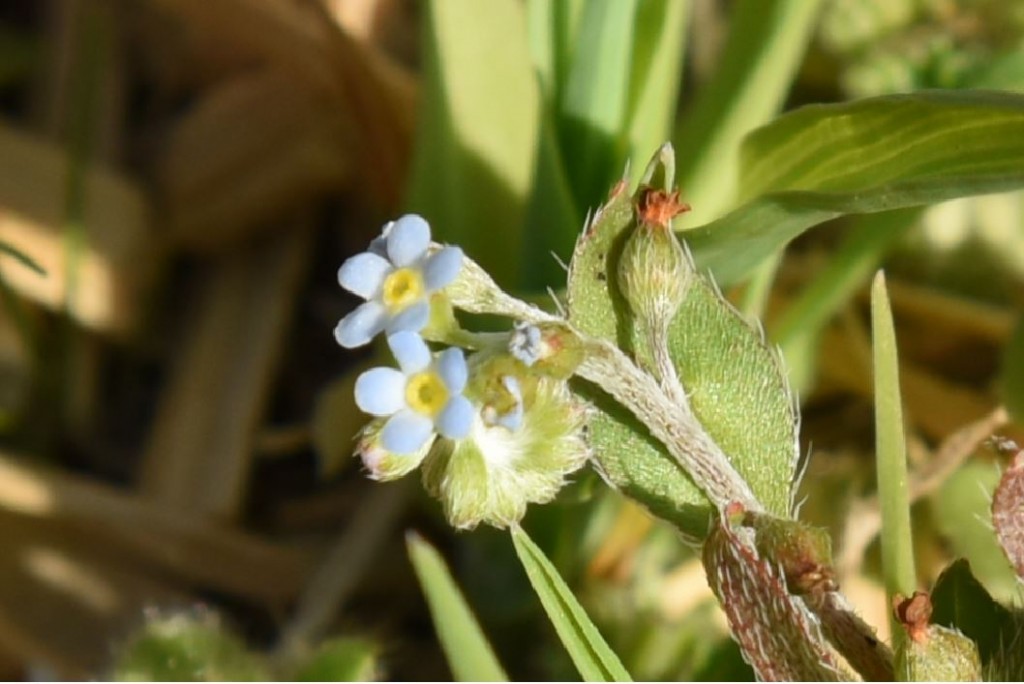 20200329キュウリグサの花3