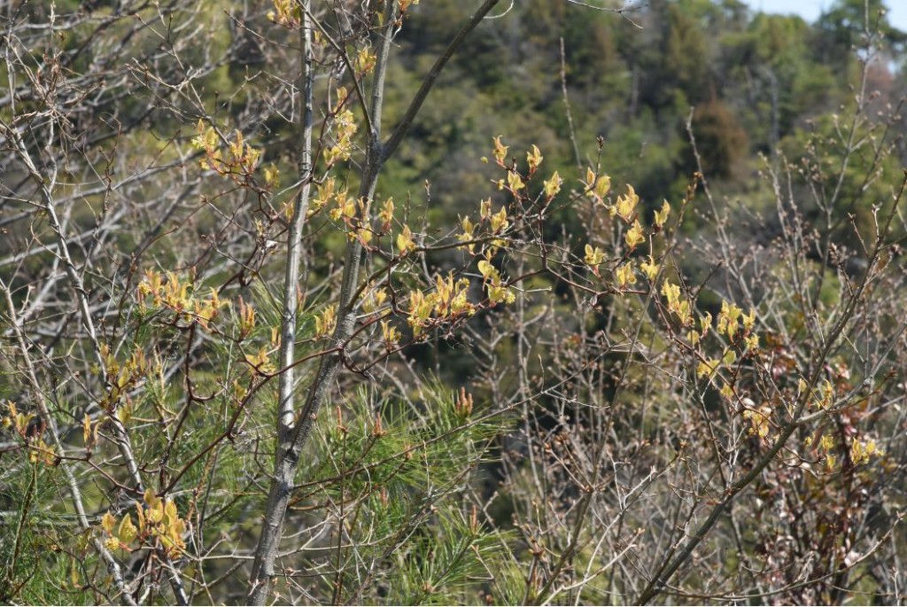 20200329サルトリイバラの花