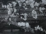 東洋花鳥写真集 (11)