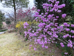 20210316ゲンカイツツジ玄海躑躅 (2)