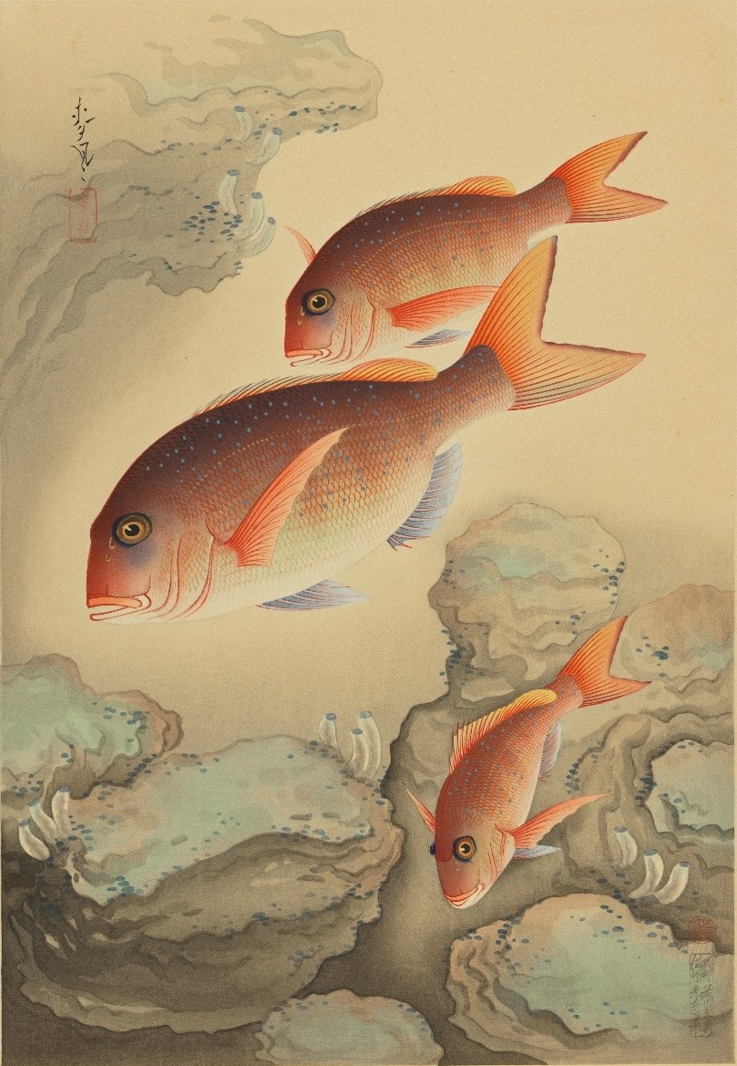 【ナマズ/鯰】「大日本魚類画集」 大野麦風 大野麥風 木版画 原色木版二百度手摺り ベラ「大日本魚類画集」 大野麦風 大野麥風 月報2付き 木版画