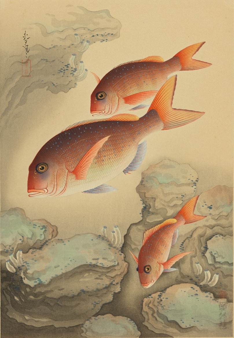 大野麥風『大日本魚類画集』「鯛」